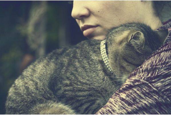 http://www.catapart.fr/conseils-comportementaux/10008-collier-laisse-chat.html