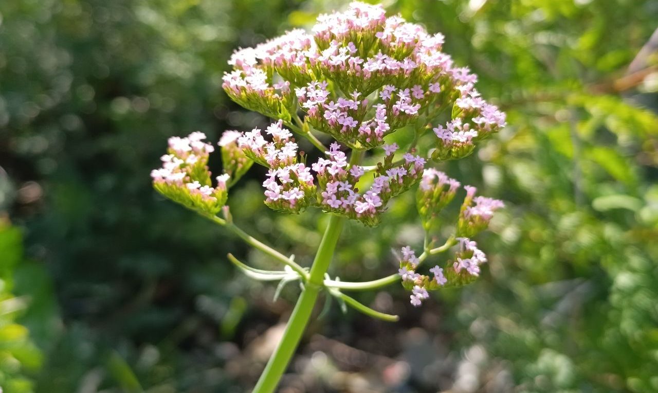 La valériane : pour un sommeil réparateur