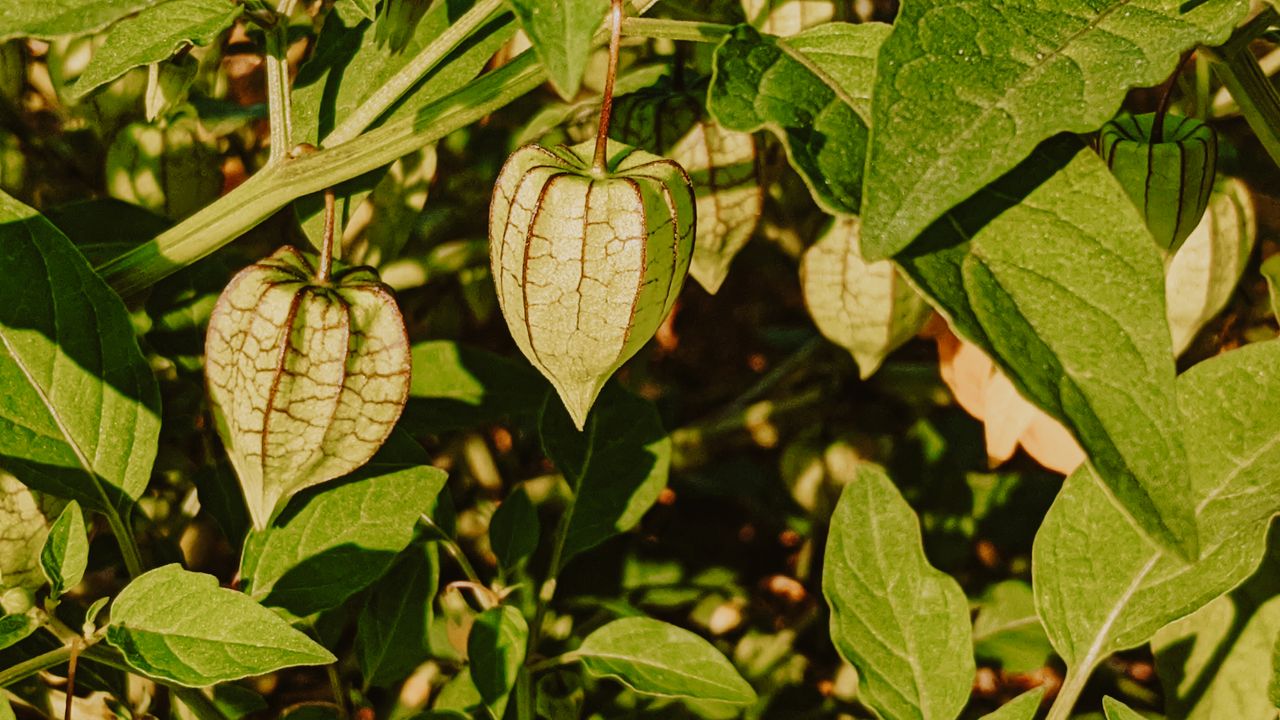 L’ashwagandha : l’adaptogène par excellence